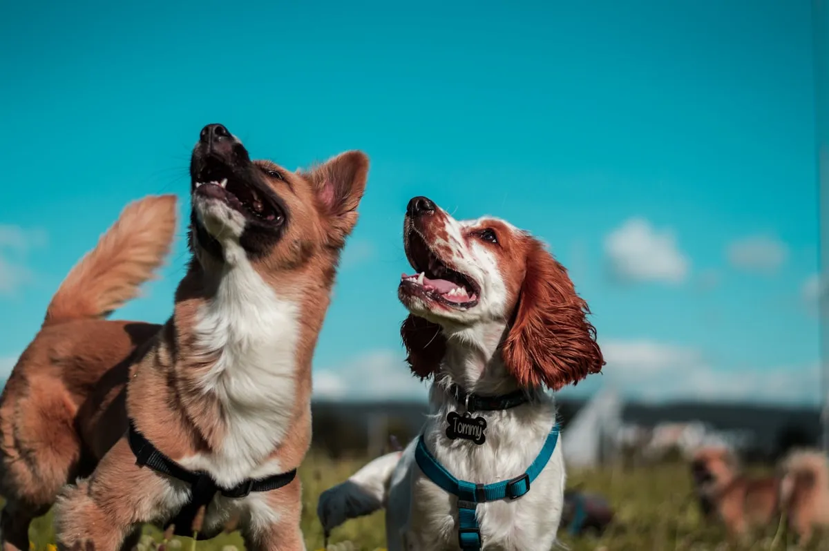Dog posing for a portrait photo, showing the classic direct gaze ideal for a pet portrait from photo